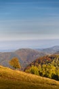 Autumn in mountains. Lonely tree on hill against mountain landscape. Carpathian Mountains, Paltinis, Romania