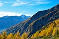 Autumn mountains with yellow fir trees.