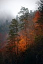 Autumn on the mountainside. Green pines and luminous yellow leaves against a mountain backdrop. Wild forest landscape