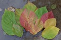 Autumn. Multicolored leaves float on the water.