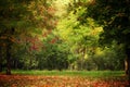 Autumn scenery, deciduous forest. Blurred image Royalty Free Stock Photo