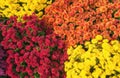 Autumn Mums or Chrysanthemums flower background Royalty Free Stock Photo