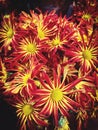 Autumn mums Royalty Free Stock Photo