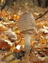 Autumn mushroom