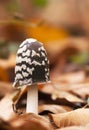 Autumn mushroom in the colorful leaves