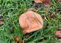 Autumn. mushroom on a forest field in green grass.