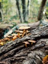 The autumn mushroom, a group of mushroom on the dead tree in the forest of Fontainebleau, Centre of France, nature, life Royalty Free Stock Photo