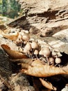 The autumn mushroom, a group of natural mushroom in the forest of Fontainebleau, France Royalty Free Stock Photo