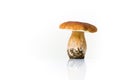 Autumn mushroom isolated on white Royalty Free Stock Photo