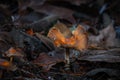 Autumn Mushroom Season Cupped Feathery Golden Mushroom