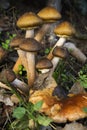 Autumn mushroom in shadow Royalty Free Stock Photo