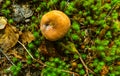 Autumn mushroom in wild forest in Quebec, Canada Royalty Free Stock Photo