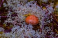 Autumn mushroom in wild forest in Quebec, Canada Royalty Free Stock Photo