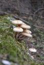 Autumn mushrooms (Armillariella mellea) in the forest Royalty Free Stock Photo