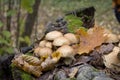 Autumn mushrooms (Armillariellamellea) in the forest Royalty Free Stock Photo