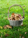 Autumn mushrooms Royalty Free Stock Photo
