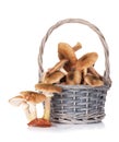 Autumn mushrooms basket Royalty Free Stock Photo