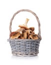 Autumn mushrooms basket Royalty Free Stock Photo