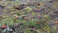 Autumn mushrooms. Early spring. Green grass in autumn Royalty Free Stock Photo