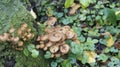 Autumn mushrooms in the forest. Royalty Free Stock Photo