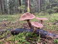 Autumn mushrooms in the forest. Mushrooms in the forest. Royalty Free Stock Photo