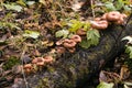 Autumn mushrooms grow on a fallen tree Royalty Free Stock Photo