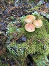 Autumn mushrooms grow on a stump in the forest.