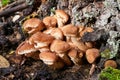 Autumn mushrooms grow on a tree stump Royalty Free Stock Photo