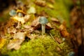 Autumn mushrooms and leaves on the turf grass Royalty Free Stock Photo