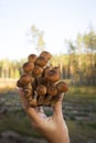 Autumn mushrooms. Picking mushrooms in the wild forest. Honey mushrooms In the hand of a mushroom picker. Royalty Free Stock Photo