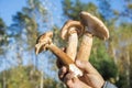 Autumn mushrooms. Picking mushrooms in the wild forest. Honey mushrooms In the hand of a mushroom picker. A family of honey Royalty Free Stock Photo