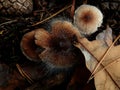 Autumn mushrooms toadstool a pile