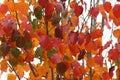 Autumn Leaves Royalty Free Stock Photo