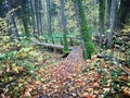 Autumn mystical path in the forest