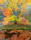 Autumn at Naejangsan Nationnal Park,South Korea