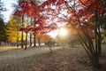 Autumn in Namiseom Island, South Korea Royalty Free Stock Photo