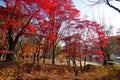 Autumn in Namiseom Island, South Korea Royalty Free Stock Photo