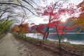 Autumn in Namiseom Island, South Korea Royalty Free Stock Photo