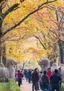 Autumn in Nanjing Mingxiao Mausoleum