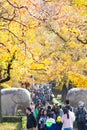 Autumn in Nanjing Mingxiao Mausoleum