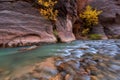 Autumn of the narrows and Virgin River in Zion National Park Zion, usa Royalty Free Stock Photo