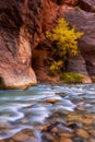 Autumn of the narrows and Virgin River in Zion National Park Zion, usa Royalty Free Stock Photo