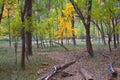 Autumn of the narrows and Virgin River in Zion National Park Zion, usa Royalty Free Stock Photo