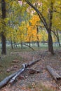 Autumn of the narrows and Virgin River in Zion National Park Zion, usa Royalty Free Stock Photo