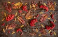 Pattern from rowan colorful leaves and berries laid out on natural tree bark background.