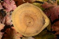 Autumn natural background. Cross section of the tree and dry maple leaves. Wood, tree rings texture
