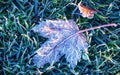 Fallen maple leaf on green grass covered with hoarfrost Royalty Free Stock Photo
