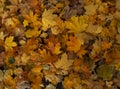 Autumn natural background of golden, yellow and red maple leaves top view.