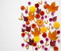 Autumn natural background from leaves, flowers and seeds with copy space Royalty Free Stock Photo