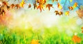 An autumn natural background